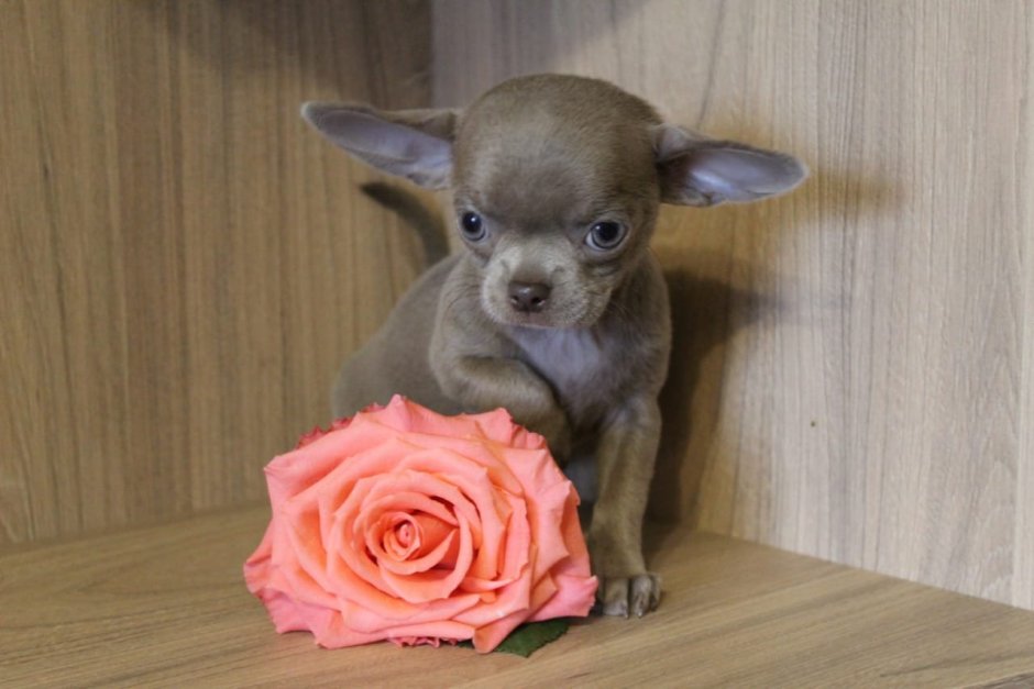 Чихуа лиловый