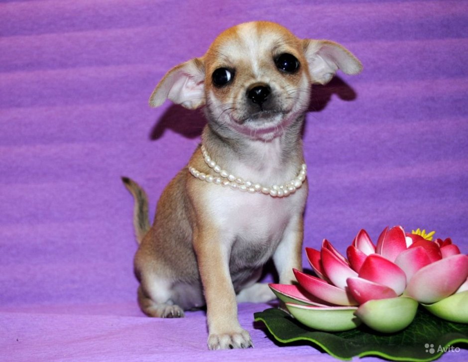 Лиловый чихуахуа Дир