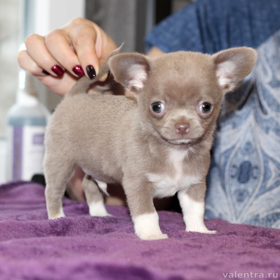 Чихуахуа лиловый гладкошерстный