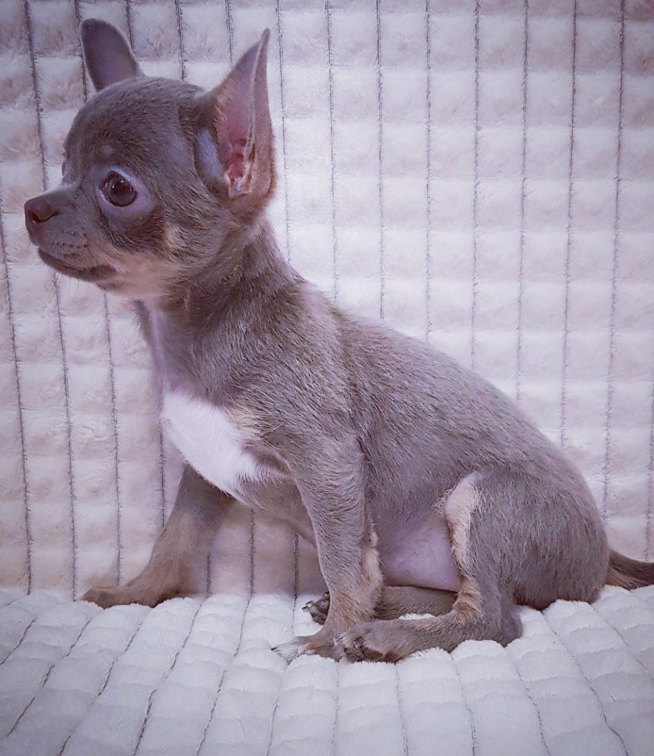 Лиловый чихуахуа