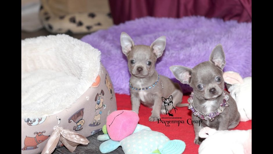 Лиловый чихуахуа