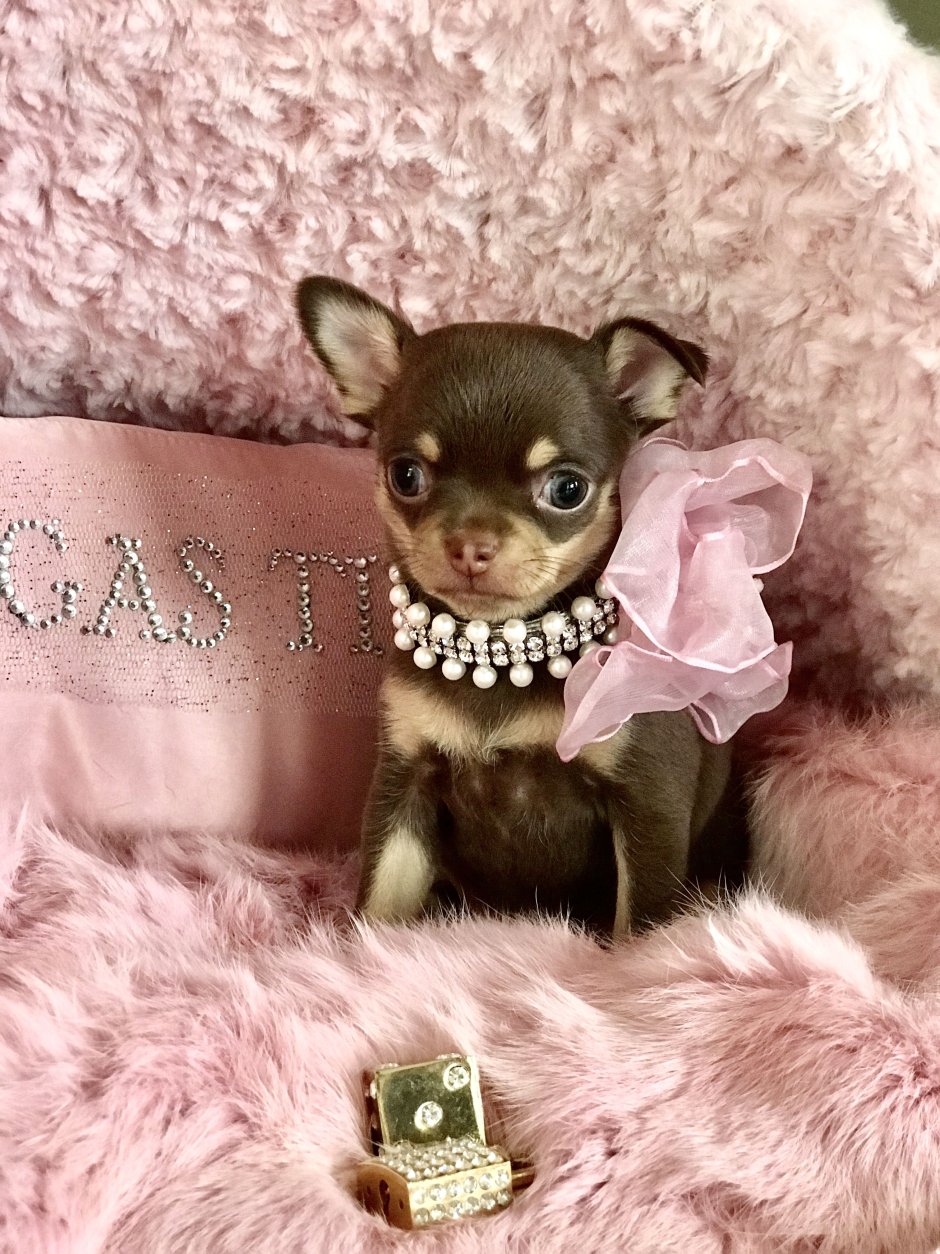 Чихуахуа крутая