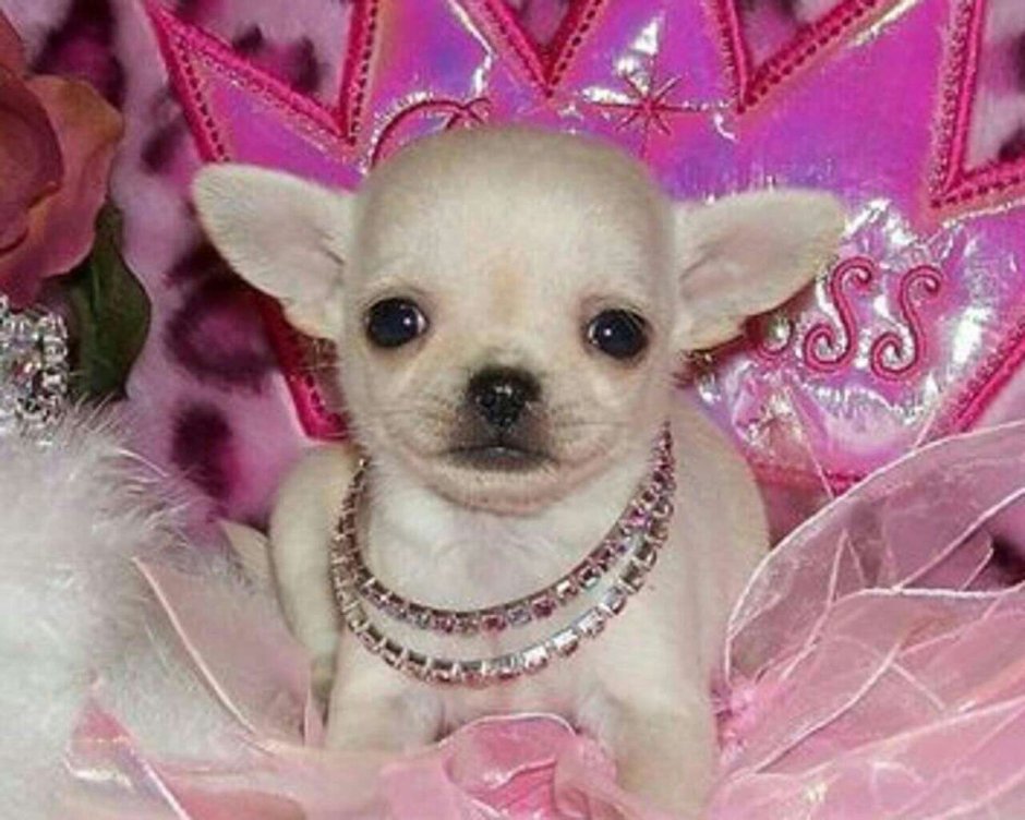 Гламурная собачка чихуахуа