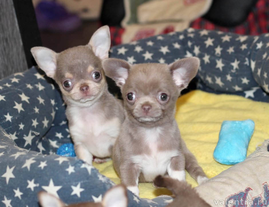 Лиловый с подпалом чихуахуа