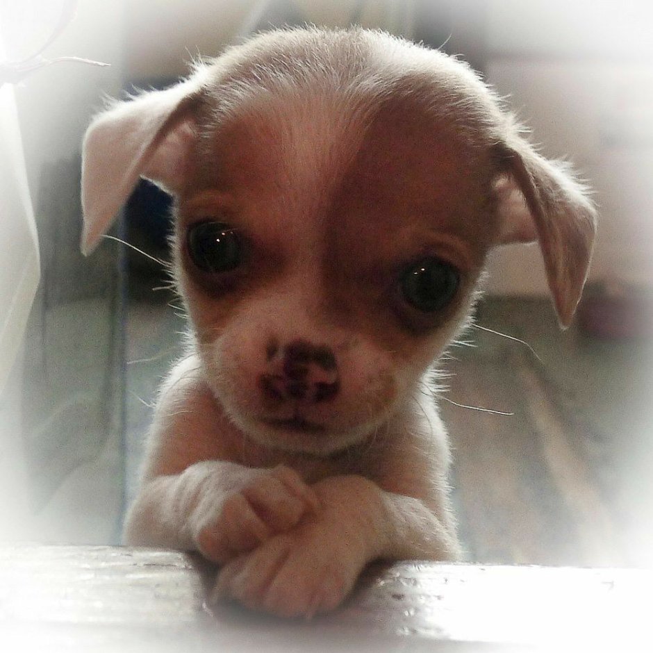 Чихуахуа вислоухие