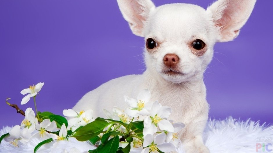 Обои на телефон собаки чихуахуа