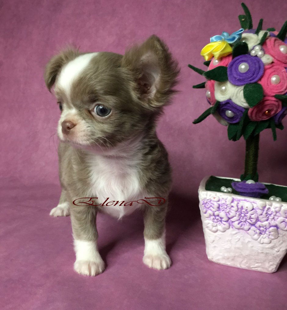 Чихуахуа кобби длинношерстный