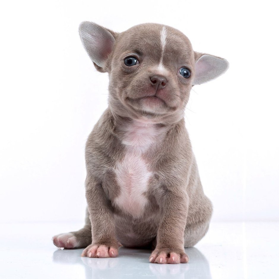 Лиловый чихуахуа