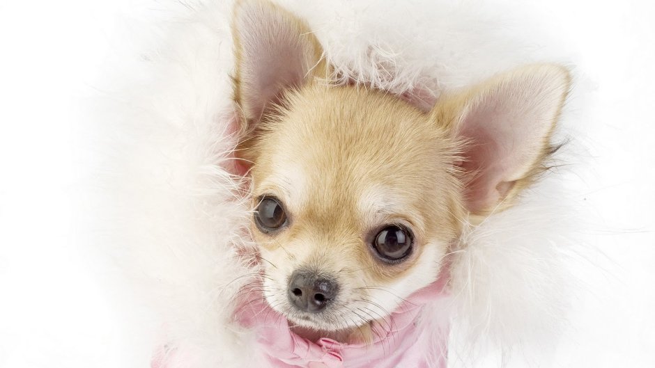 Маленькие собачки чихуахуа