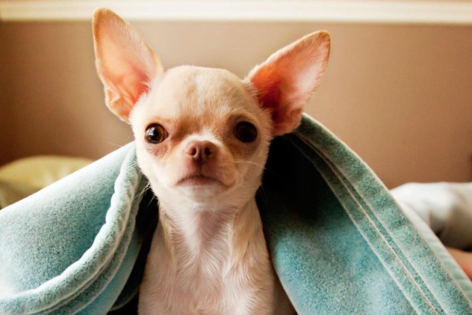 Британская чихуахуа