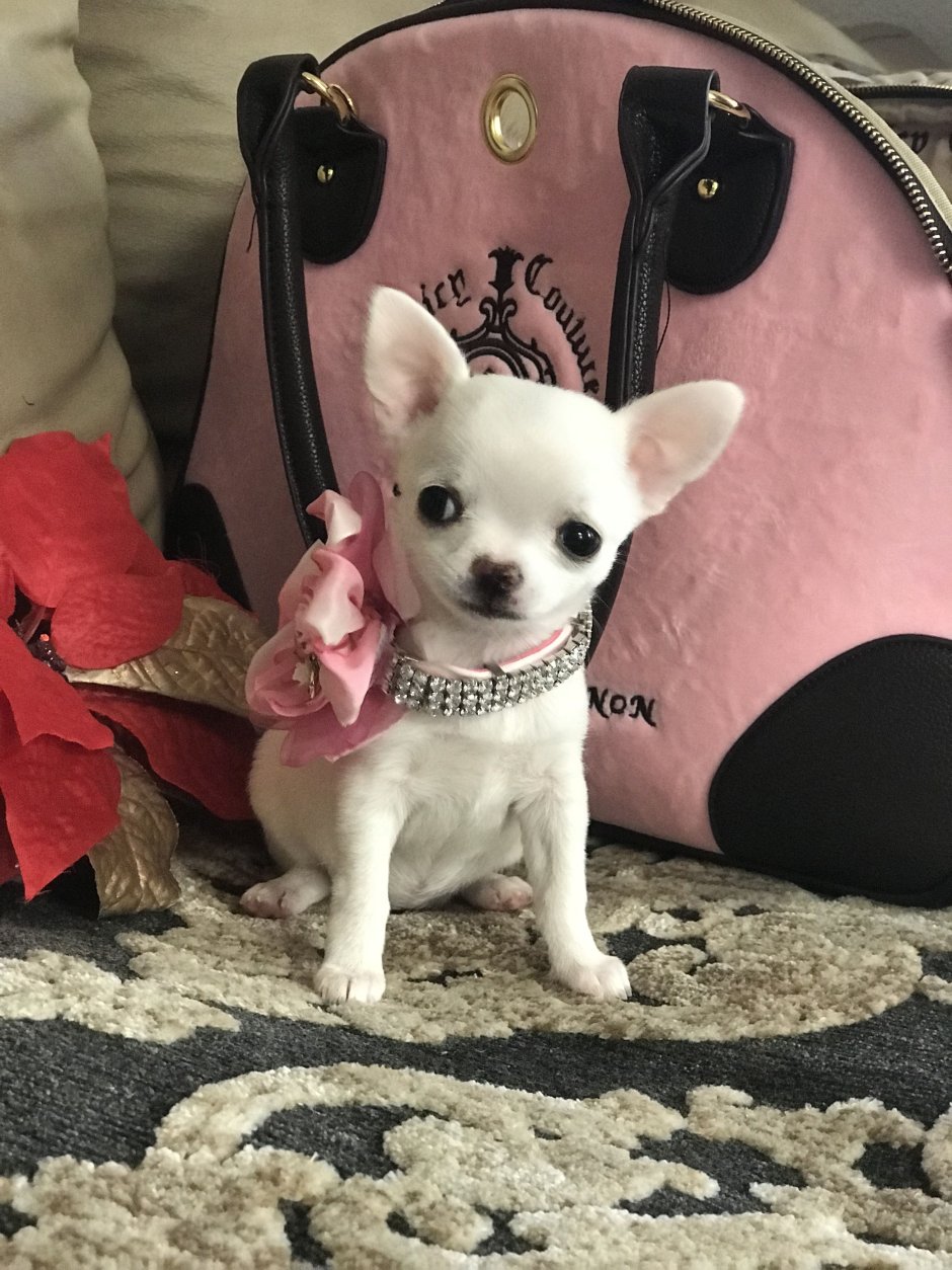 Чихуахуа Настя