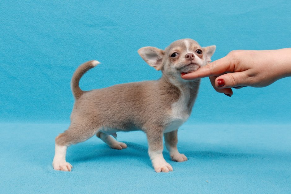 Лиловый чихуахуа