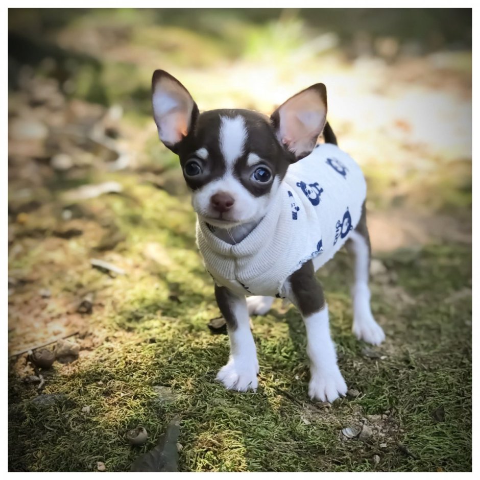 Чихуахуа бесшерстная