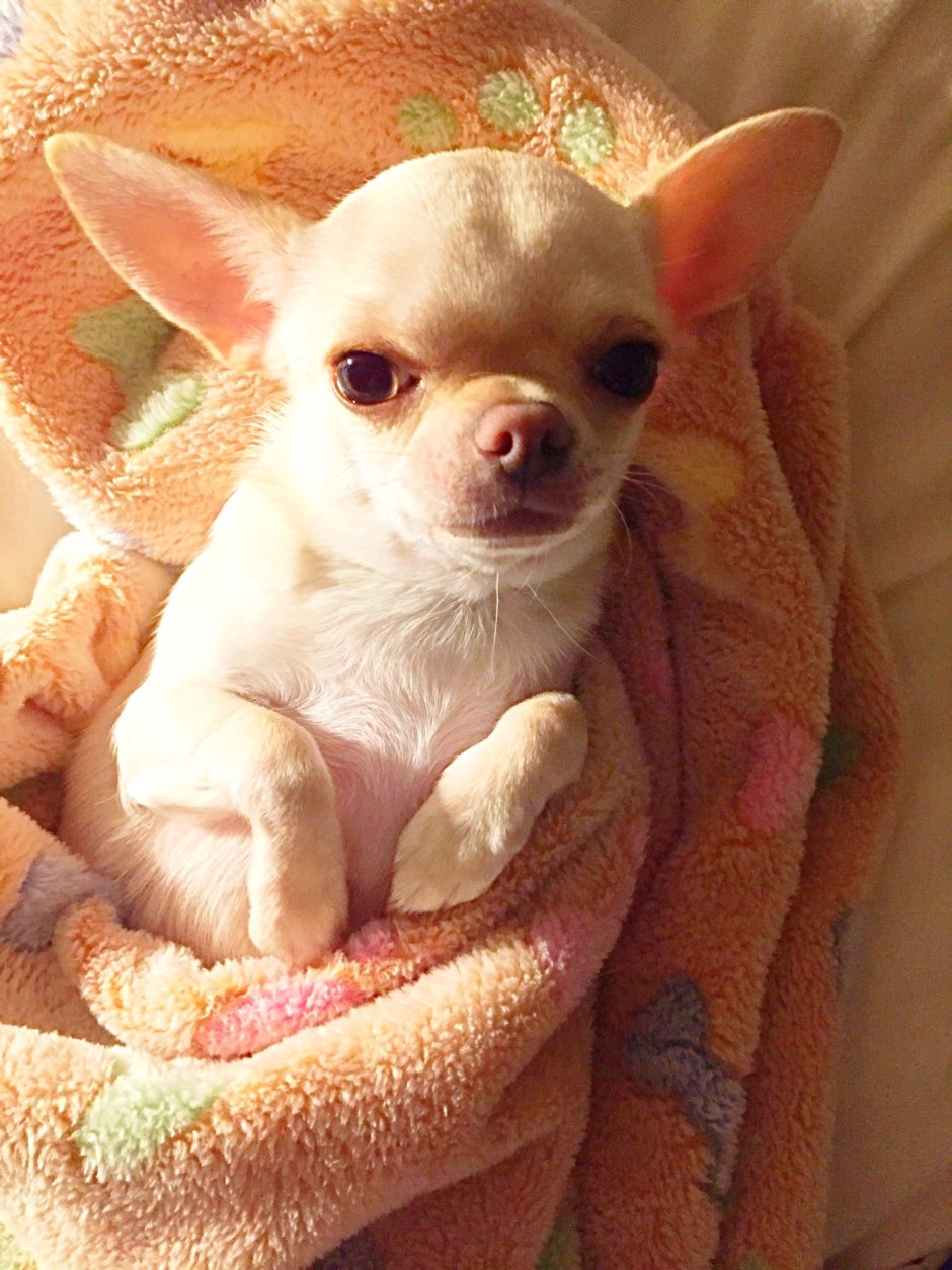 Чихуахуа Чивава