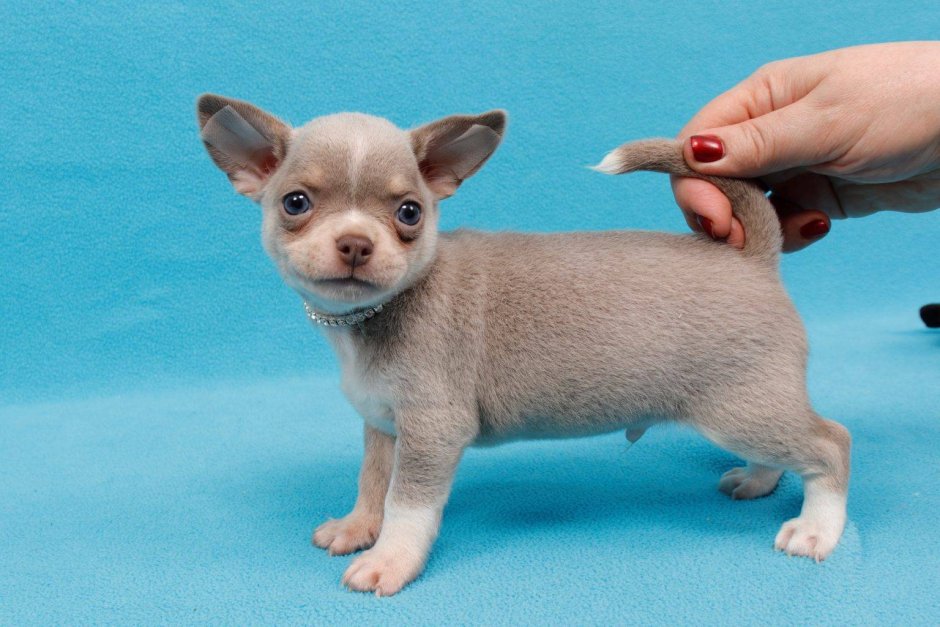 Флажолет питомник чихуахуа