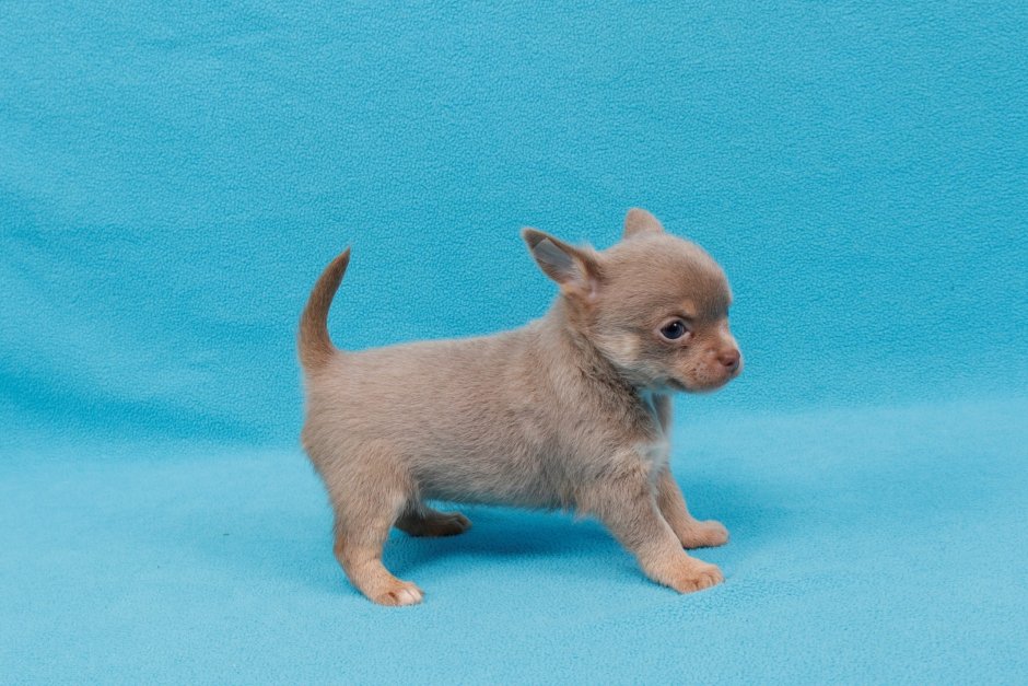 Чихуахуа лиловый гладкошерстный