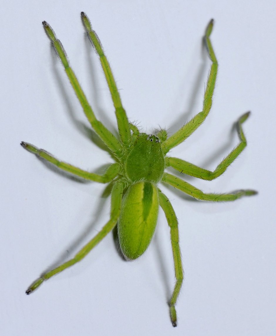 Банановый паук (Micrommata virescens