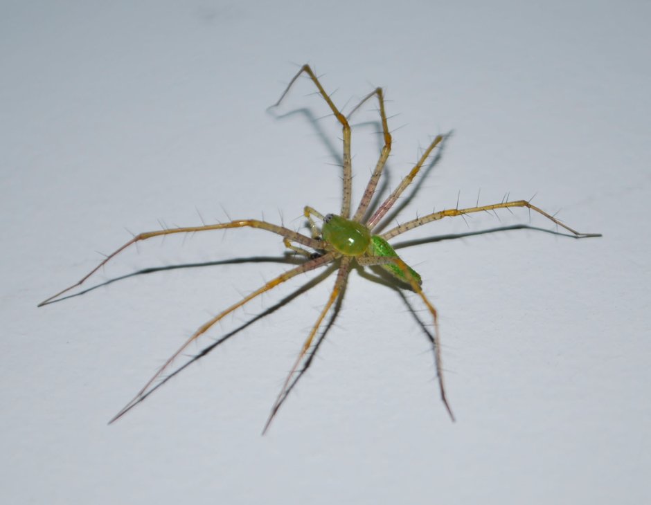 Micrommata virescens (микроммата зеленая