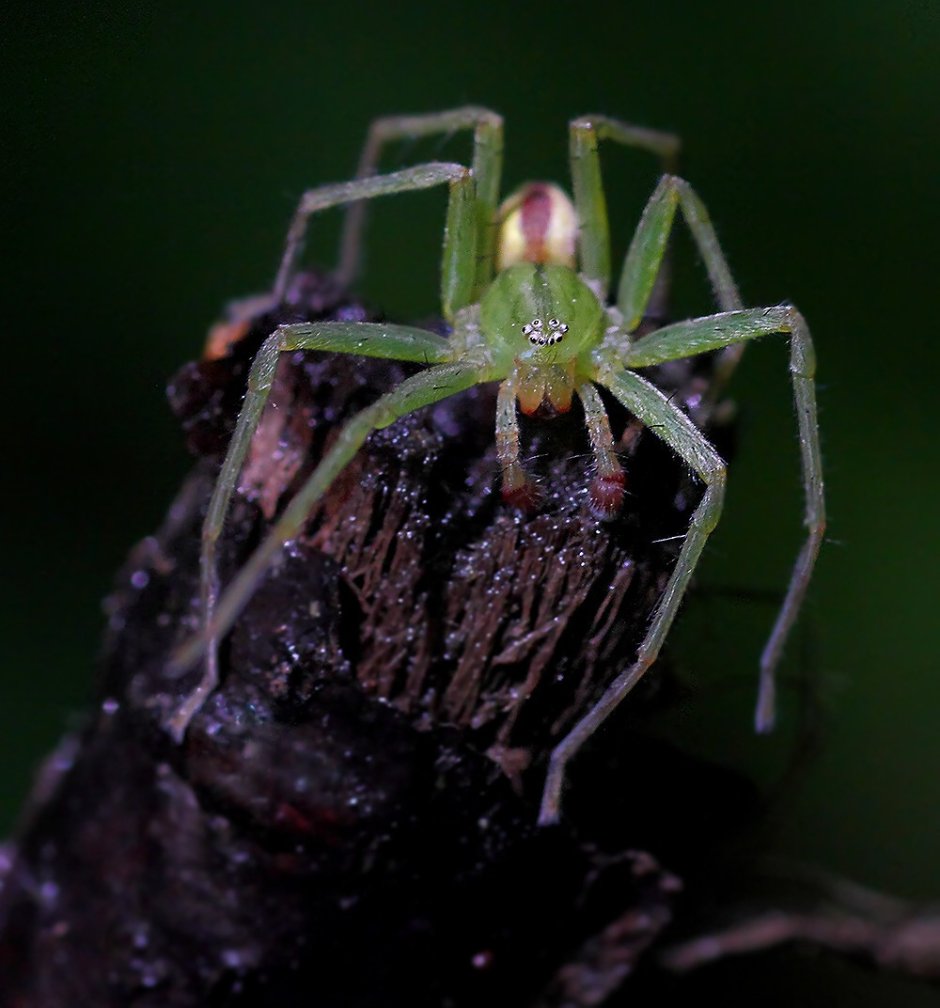 Micrommata virescens