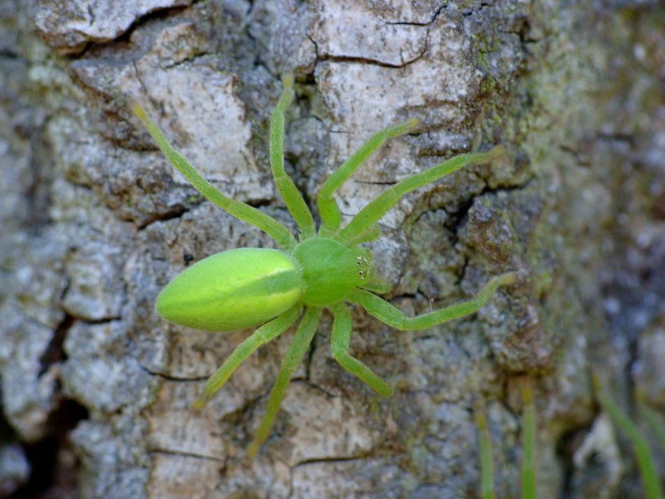 Паук Micrommata virescens