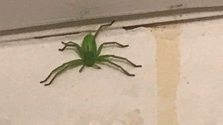 Банановый паук (Micrommata virescens