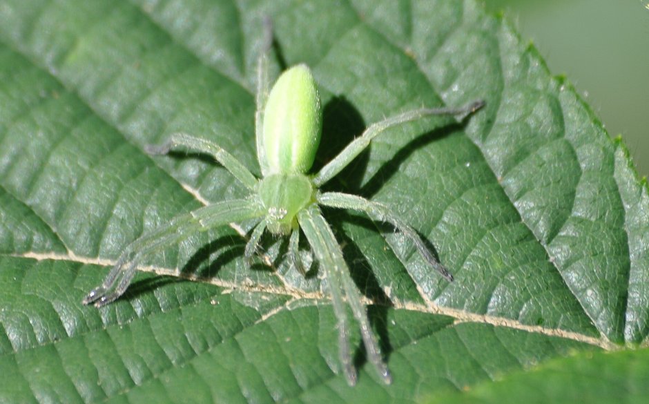 Micrommata virescens