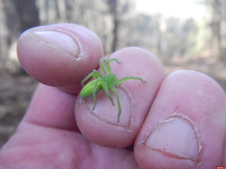 Micrommata virescens