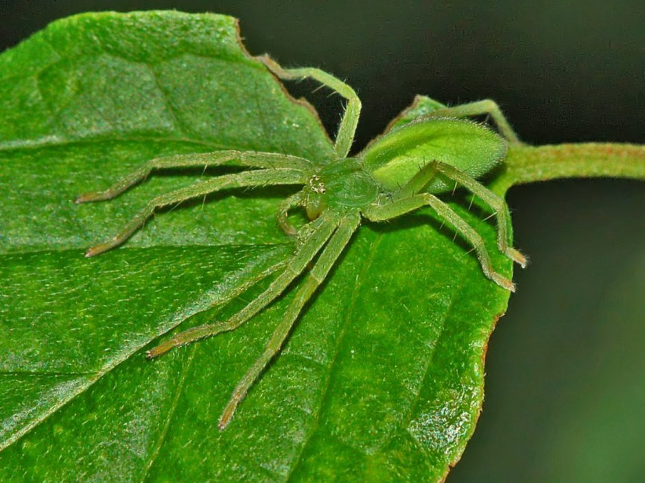 Паук Micrommata virescens
