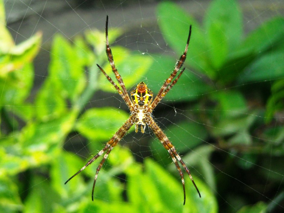 Cheiracanthium inclusum паук