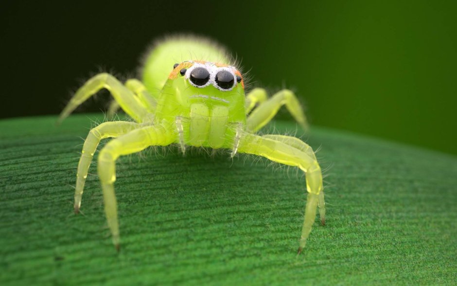 Банановый паук (Micrommata virescens
