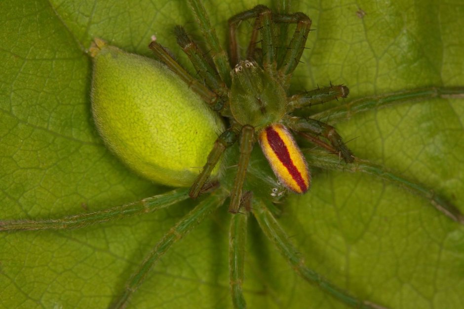 Micrommata virescens