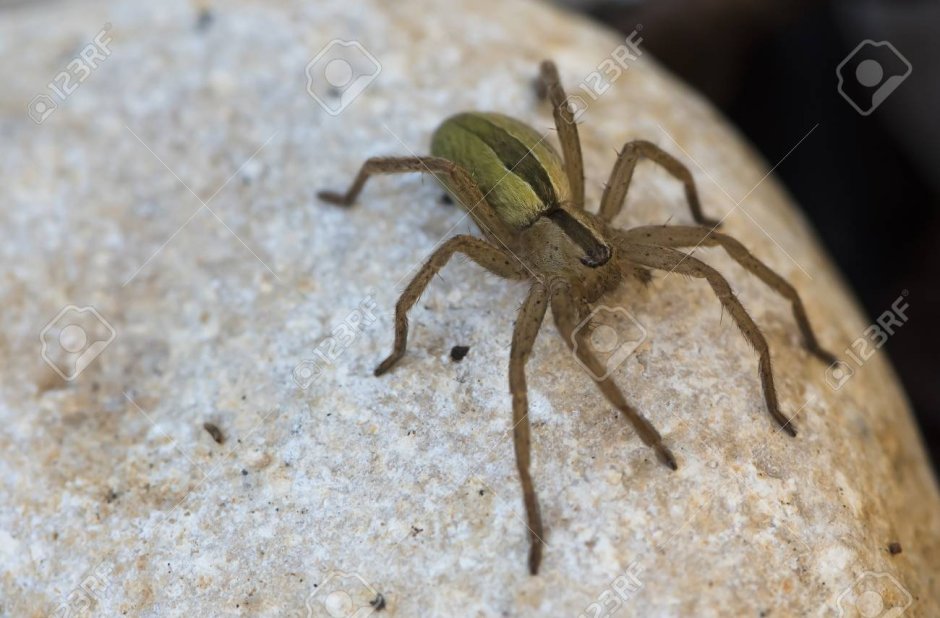 Micrommata ligurina