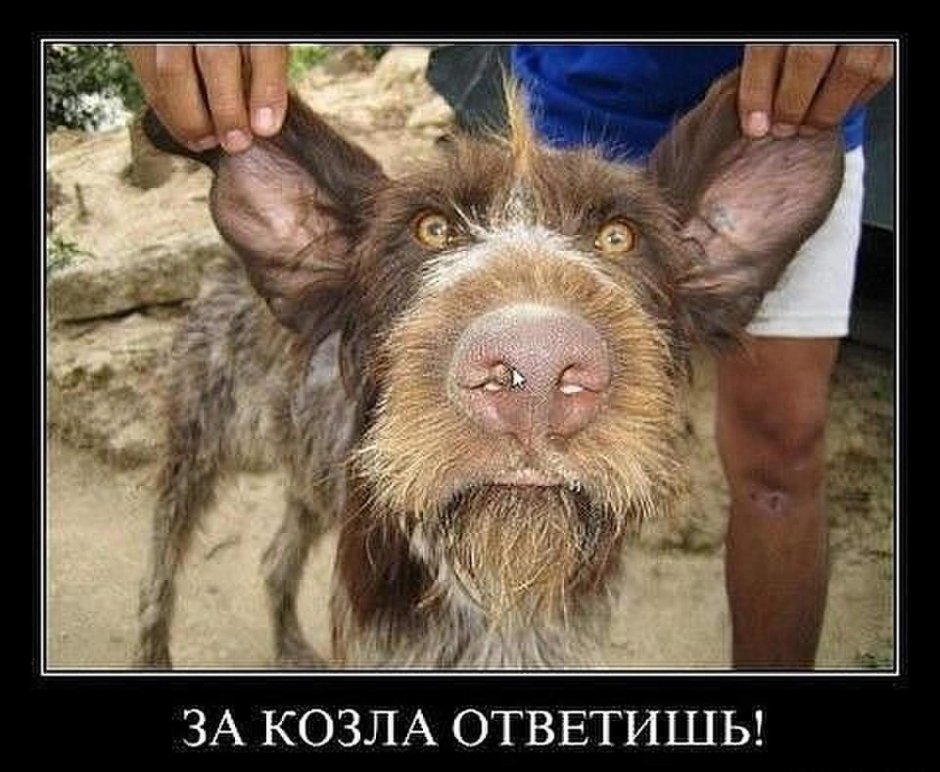 Южнорусская овчарка подстриженная