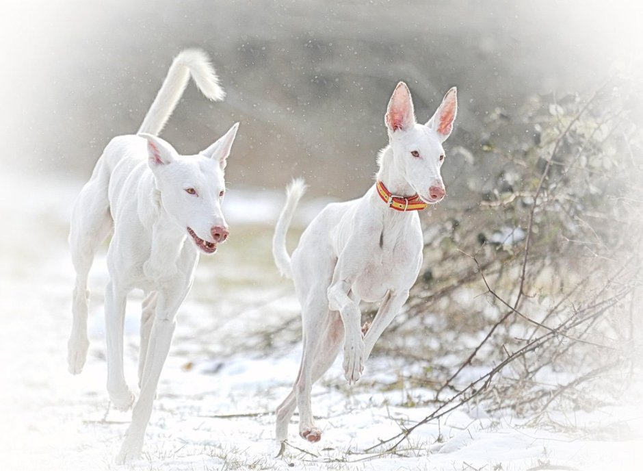Ibizan Hound альбинос