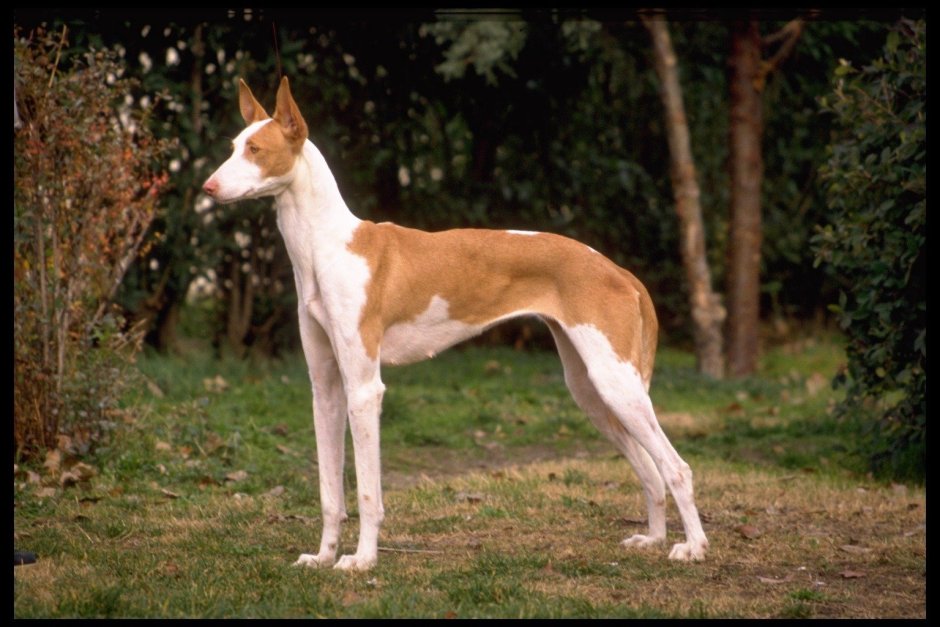 Ibizan Hound порода