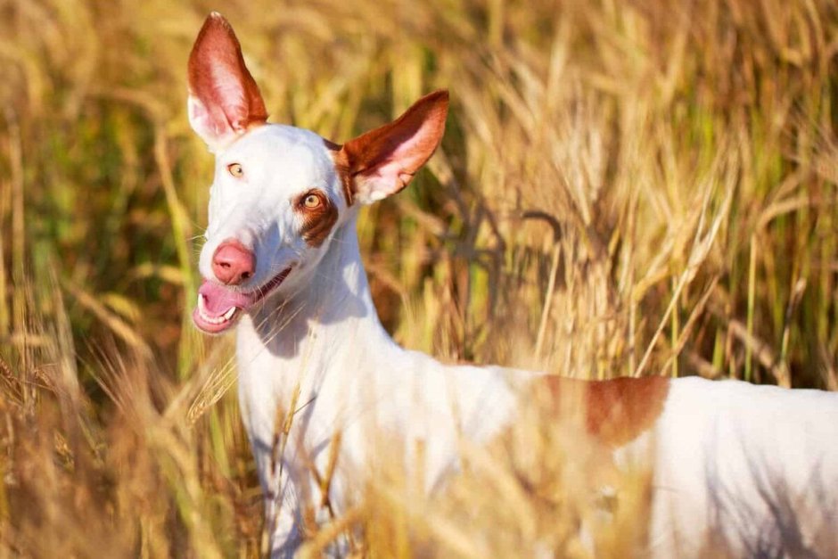 Jump Hound Dog
