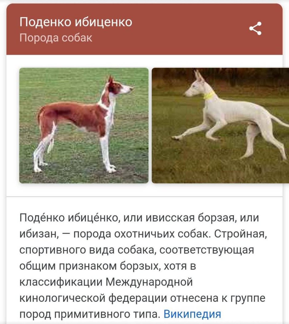 Поденко ибиценко помесь