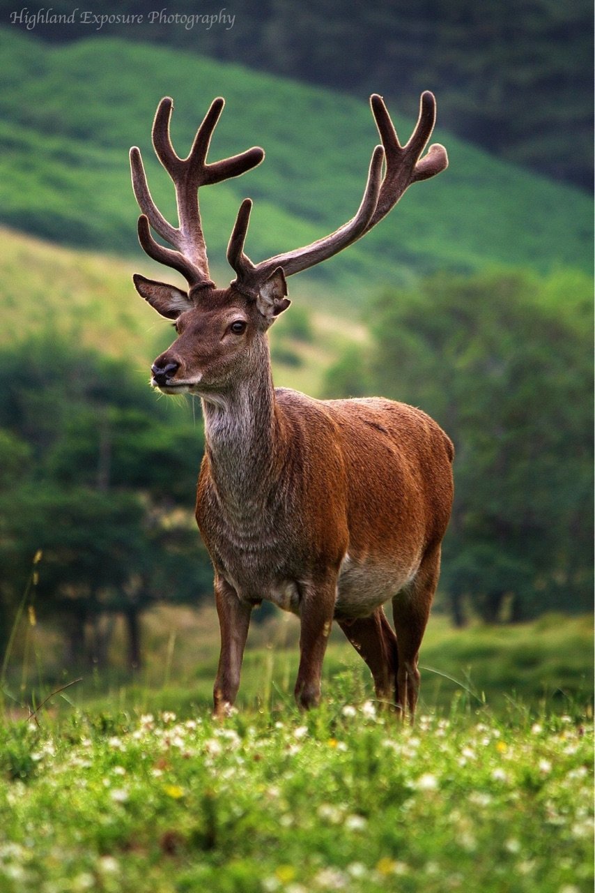 Карпатский благородный олень