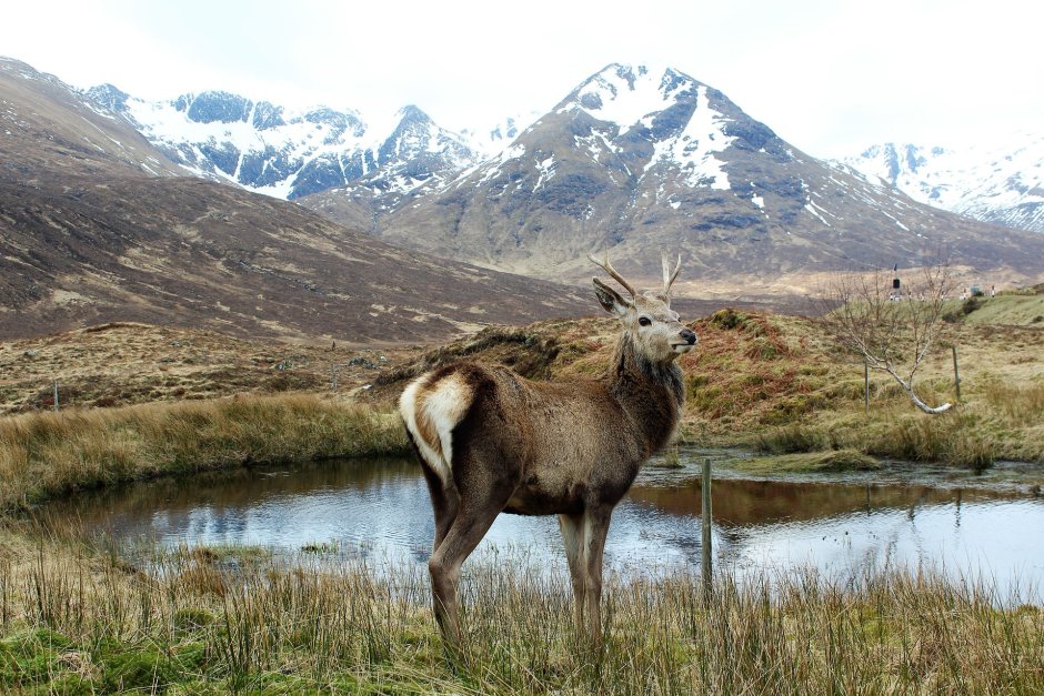 Фауна Шотландии