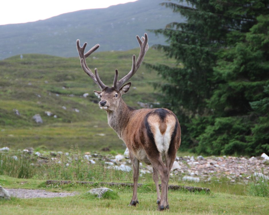 Речной олень