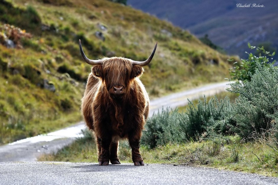 Фауна Шотландии