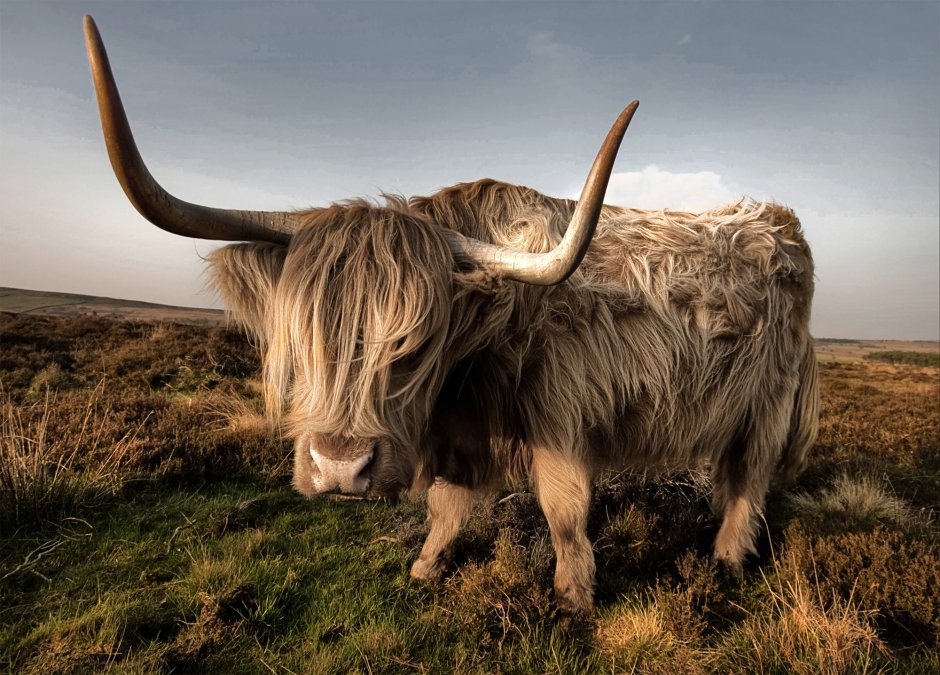 Хайленд бык