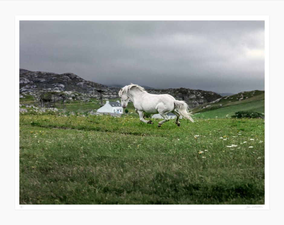 Шотландия лошади