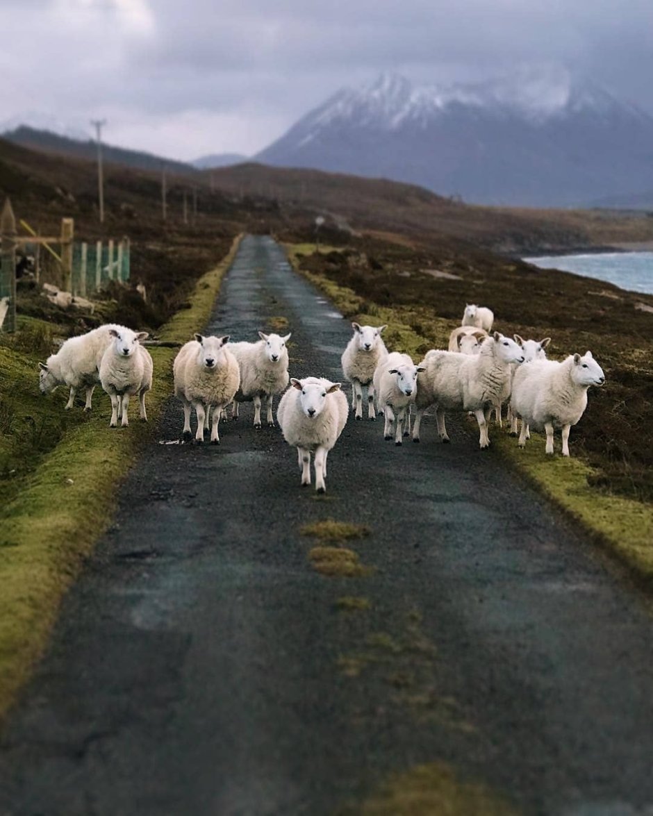 Шотландская Овечка