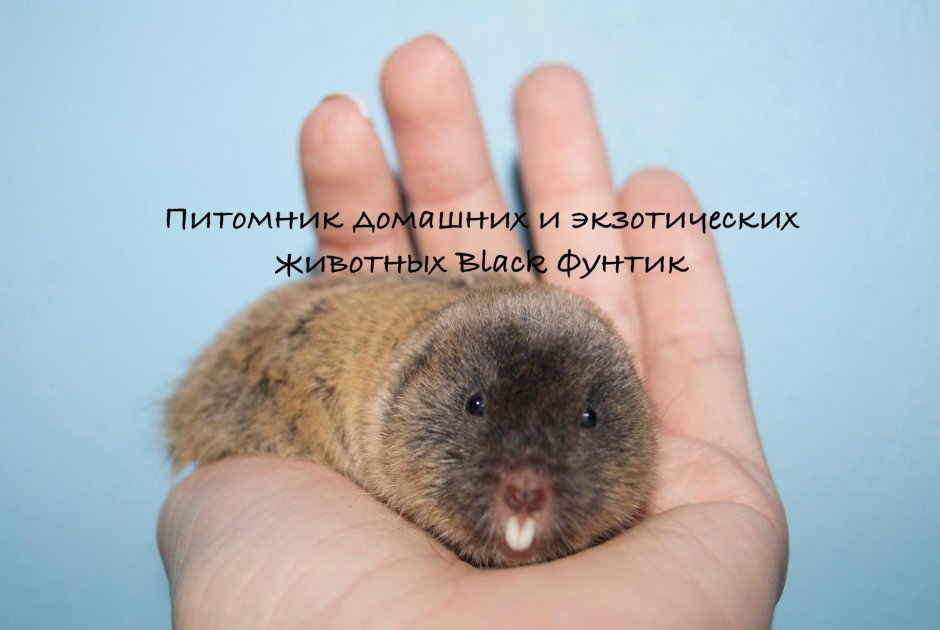 Слепушонок домашний