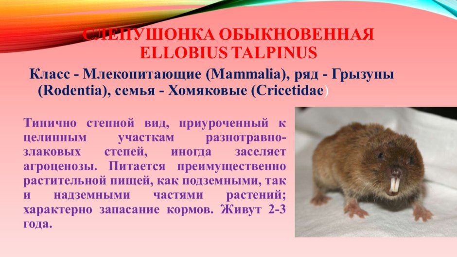Слепушонка обыкновенная красная книга Крыма