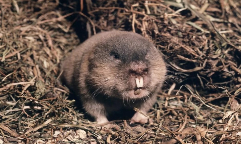 Ellobius talpinus