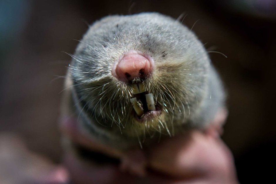 Lemming Joel Sartore