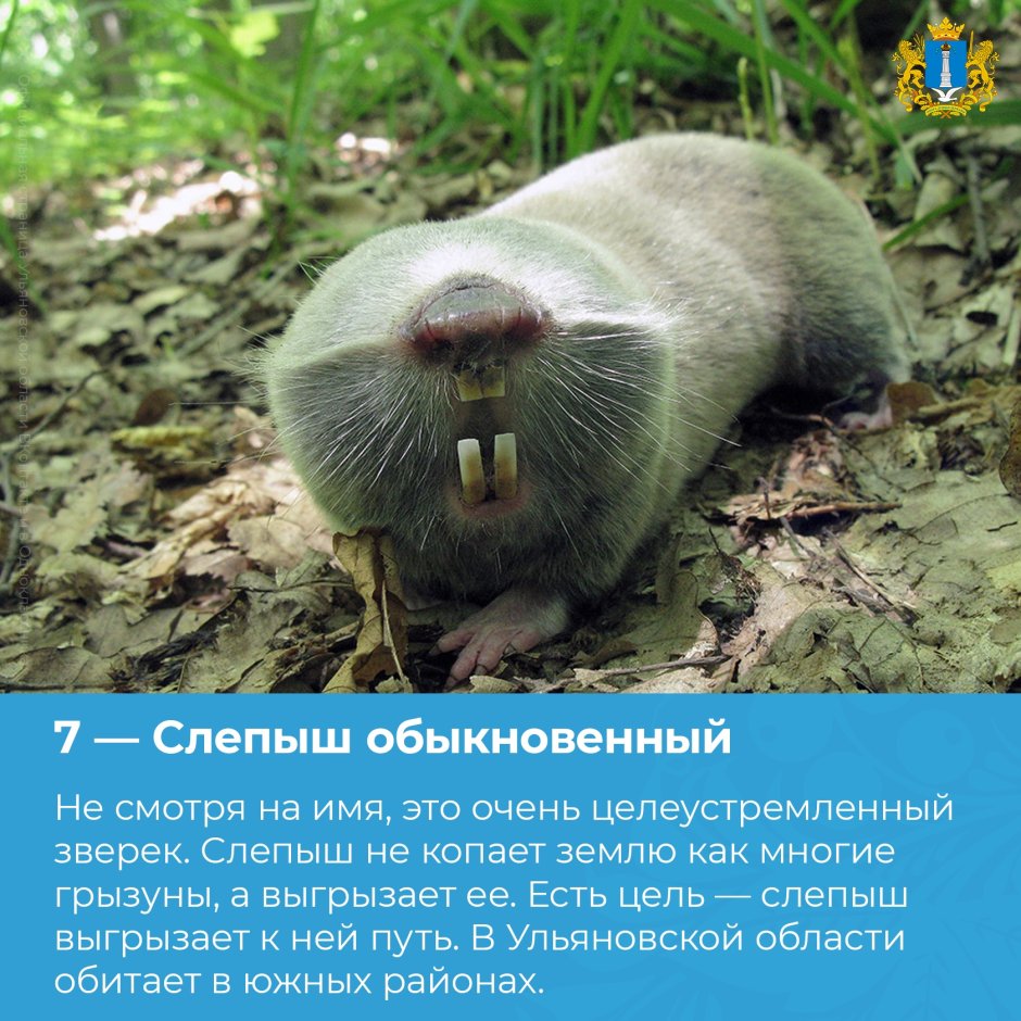 Слепыш рисунок