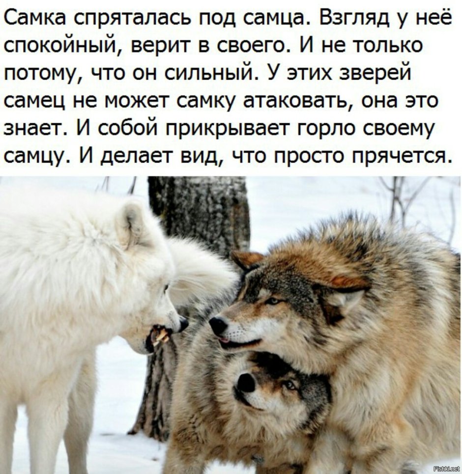 Верность Волков